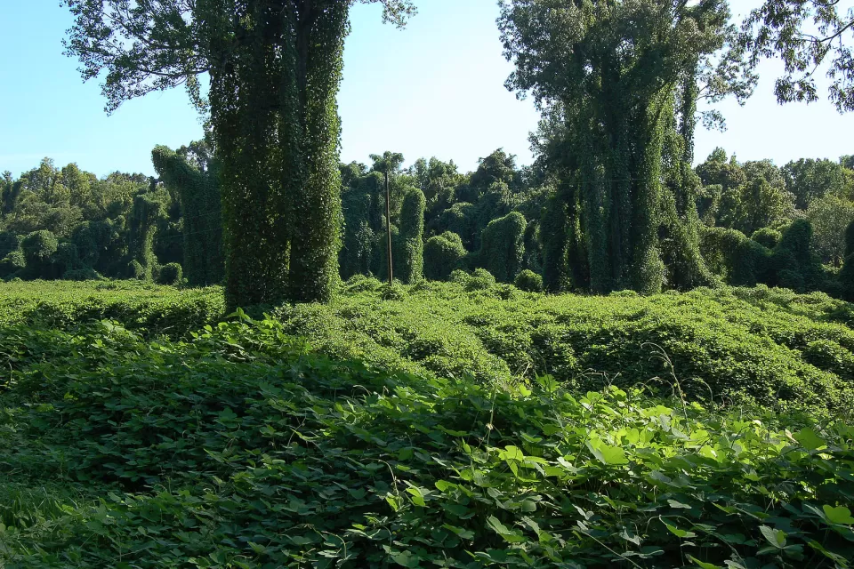 Kudzu vines growing abundantly in a field